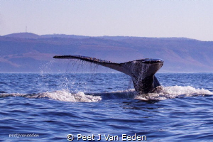 Humpback whale during sardine run 2018 by Peet J Van Eeden 